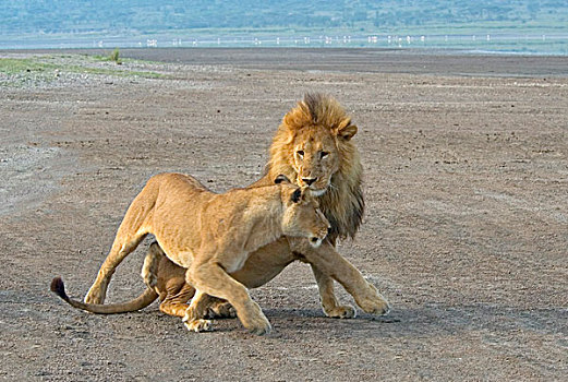 狮子,跳舞,东非,坦桑尼亚,塞伦盖蒂