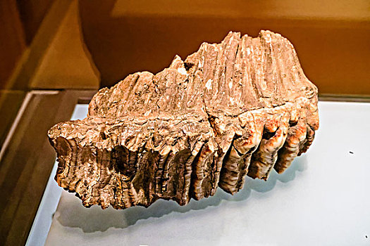 剑齿象牙齿化石