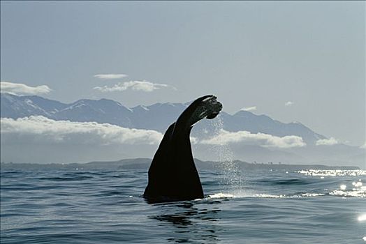 抹香鲸,尾部,黄昏,新西兰