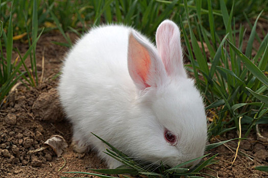 小白兔图片图片