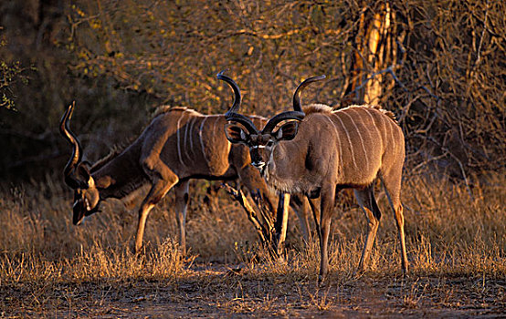 捻角羚,大捻角羚,克鲁格国家公园,南非,非洲