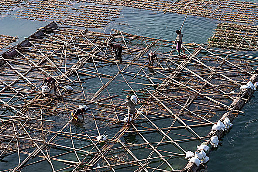 工人,建筑,漂浮,竹子,框架,伊洛瓦底江,创作,陆地,蒲甘,曼德勒,区域,缅甸,亚洲