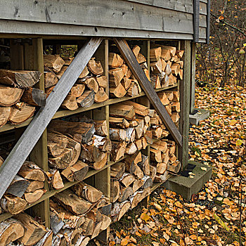 一堆,木柴,湖,木头,安大略省,加拿大