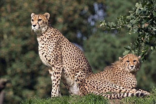 印度豹,猎豹,雌性,幼兽