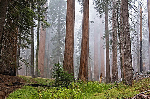 红杉国家公园,加利福尼亚,美国