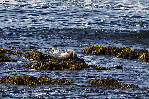 海豹,休息,石头,海藻,蒙特利湾,美国