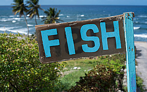 鱼,标识,海滩,靠近,巴巴多斯,使用,只有