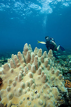 潜水,珊瑚,礁石
