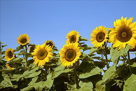 花,向日葵,德国,欧洲