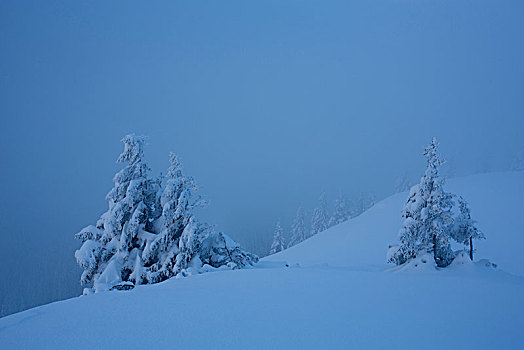雪,针叶树,山,巴伐利亚阿尔卑斯山,巴伐利亚,德国
