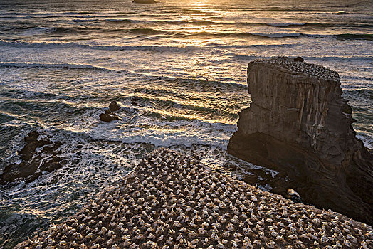 塘鹅,生物群,岩石上,海滩,奥克兰,北岛,新西兰,大洋洲