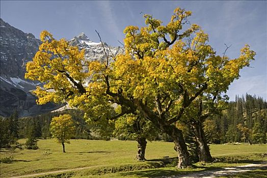大槭树,树,奥地利