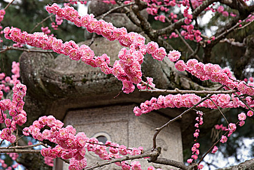 樱花,京都,日本