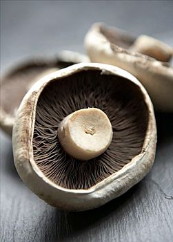 波多白洛大蘑菇,蘑菇