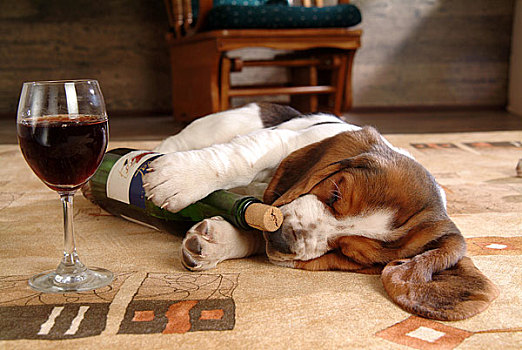 睡觉,狗,葡萄酒