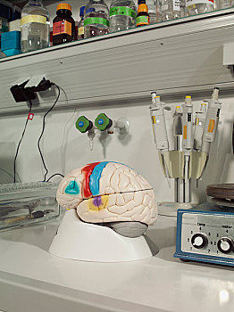 解剖模型,人脑,实验室