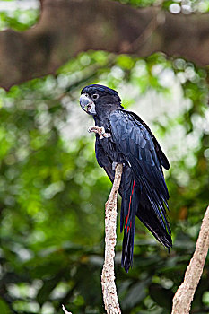 黑色,美冠鹦鹉,雄性,梳理,昆士兰,澳大利亚