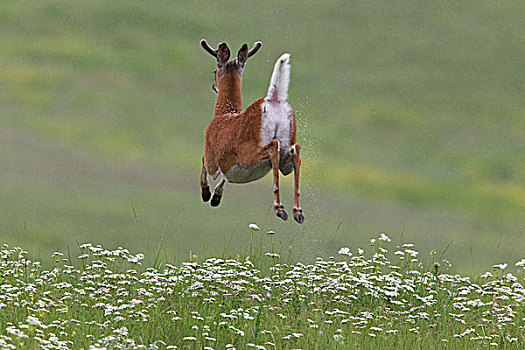 白尾鹿,公鹿,跳跃,尾部,北美