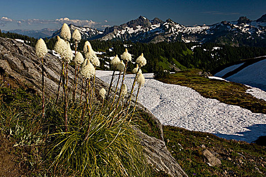 花,山,雷尼尔山,瀑布山,华盛顿,美国