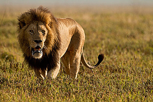 非洲,坦桑尼亚,塞伦盖蒂国家公园,恩戈罗恩戈罗火山口,狮子,雄性,猎捕