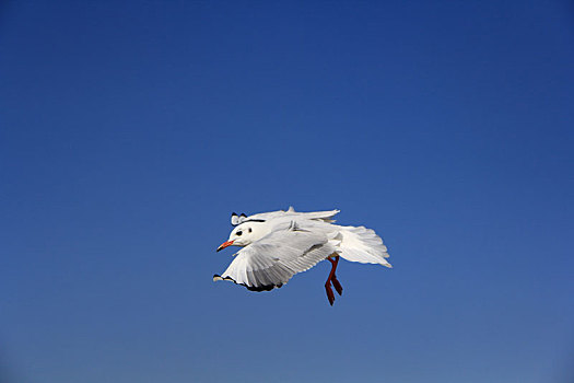在蓝天下展翅飞翔的一只海鸥