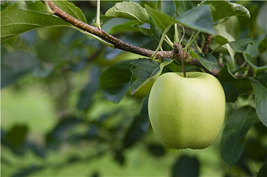 青苹果,澳洲青苹果,新鲜食品,水果,农产品,果园,农业