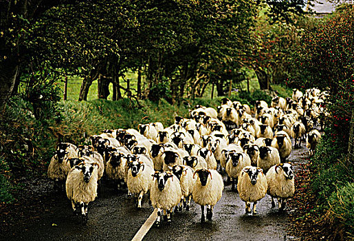 爱尔兰,头部,绵羊,道路