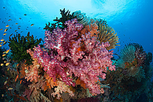 彩色,软珊瑚,装饰,礁石,南方,四王群岛