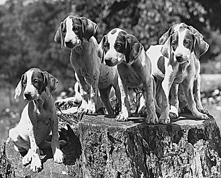 五个,德国短毛指示犬,小狗,树桩