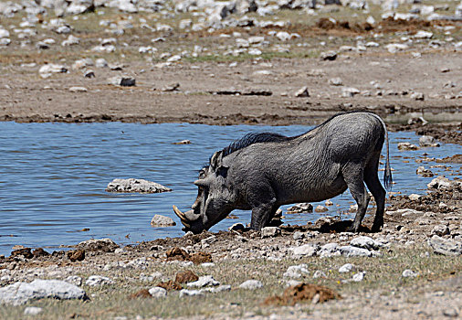 疣猪,水坑,埃托沙国家公园,区域,纳米比亚,非洲