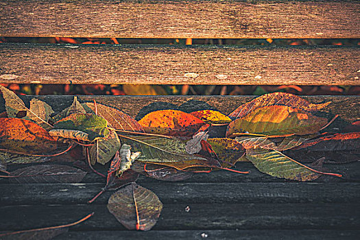特写,彩色,叶子,秋色,公园长椅,木头,秋天