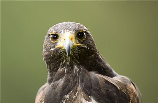 老鹰,栗翅鹰,野生动植物园,莱茵兰普法尔茨州,德国,欧洲