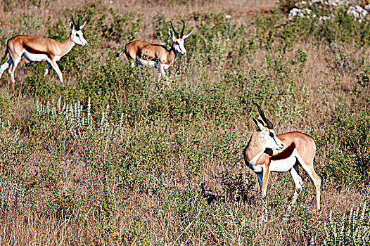 纳米比亚,埃托沙国家公园,跳羚