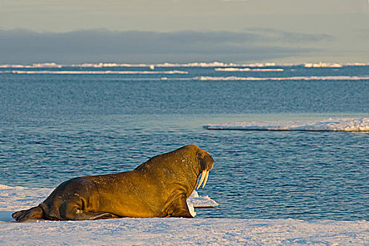 格陵兰,海洋,挪威,斯瓦尔巴群岛,斯匹次卑尔根岛,海象,幼兽,雄性动物,休息,浮冰
