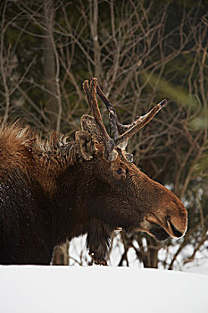 驼鹿,树林,野生动植物保护区,安大略省,加拿大