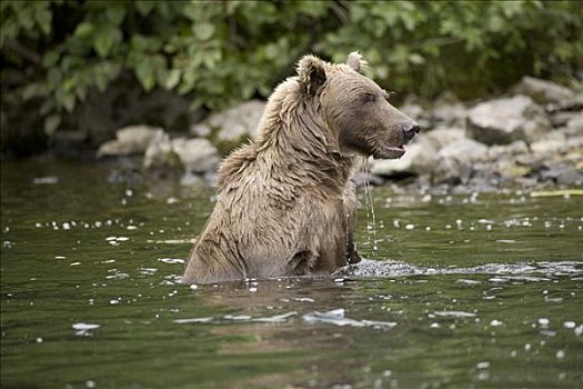 棕熊,游泳,夏天,阿拉斯加