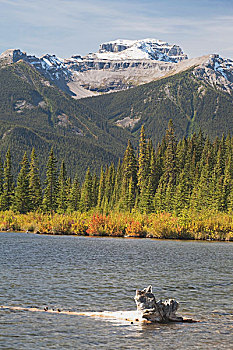 班芙国家公园,艾伯塔省,加拿大,树桩,维米里翁湖,山,背景