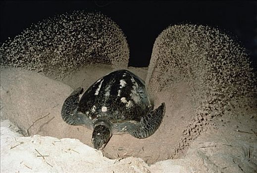 绿海龟,龟类,雌性,挖,窝,沙子,澳大利亚
