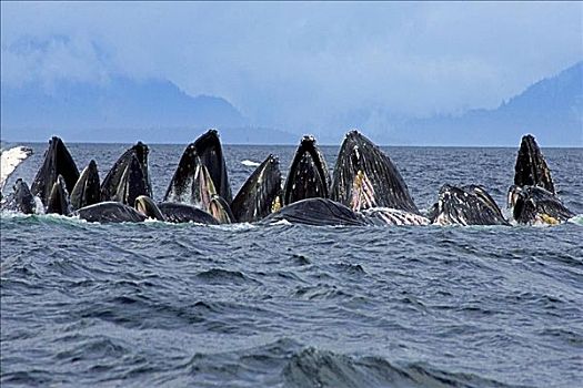 阿拉斯加,弗雷德里克湾,驼背鲸,大翅鲸属,青鱼