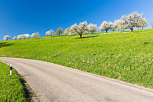 樱桃树,开花,靠近,乡间小路,春天,瑞士