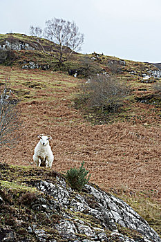 白人,白色,石山羊,岩石,山坡,苏格兰