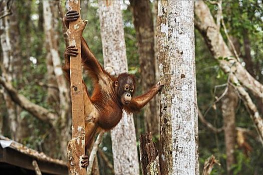 猩猩,黑猩猩,放,国家公园,中加里曼丹省,婆罗洲,印度尼西亚