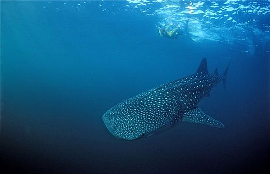 雌性,水下呼吸管,鲸鲨,贝劳,密克罗尼西亚,印度洋