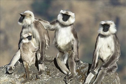 哈奴曼,叶猴,长尾叶猴,三个,成年,一个,拿着,幼仔,喜玛拉雅,山峦,冬天,尼泊尔