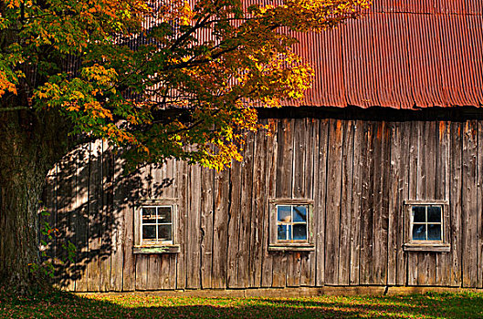老,谷仓,生锈,屋顶,秋天,滑铁卢,魁北克,加拿大