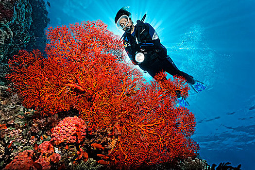 潜水,后面,打结,狂热,珊瑚,软珊瑚,大堡礁,联合国教科文组织,世界自然遗产,场所,太平洋,昆士兰,澳大利亚,大洋洲