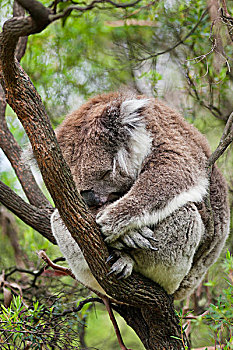 树袋熊,树上,澳大利亚