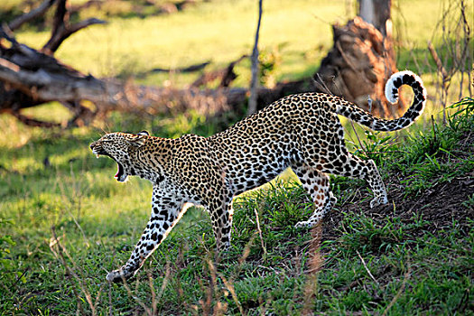 豹,成年,哈欠,萨比萨比酒店,克鲁格国家公园,南非
