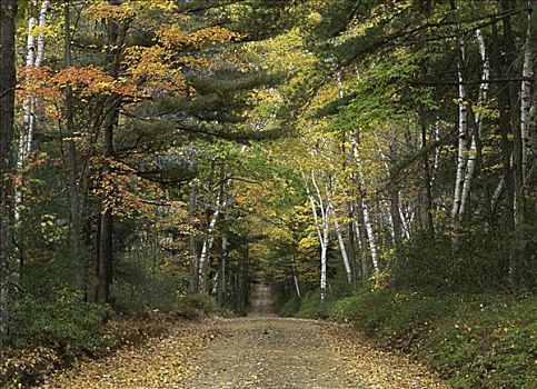 树林,宾夕法尼亚,美国