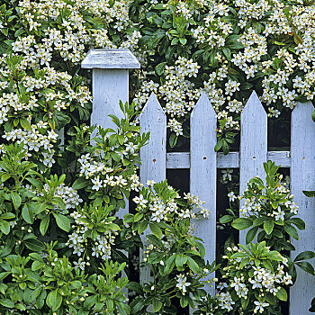 野花,靠近,栅栏,维多利亚,不列颠哥伦比亚省,加拿大